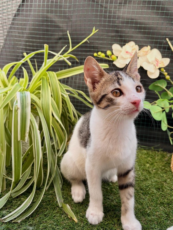 MERANO is eagerly waiting for a home - your new loyal friend from the shelter