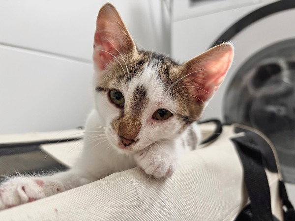 MESSINA is eagerly waiting for a home - your new loyal friend from the shelter