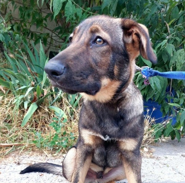 LEO is eagerly waiting for a home - your new loyal friend from the shelter