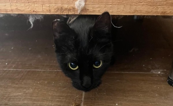 BAGIRA is eagerly waiting for a home - your new loyal friend from the shelter