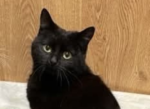 NENA is eagerly waiting for a home - your new loyal friend from the shelter