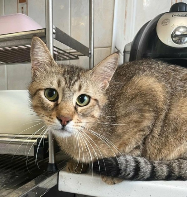HALLOWEEN is eagerly waiting for a home - your new loyal friend from the shelter