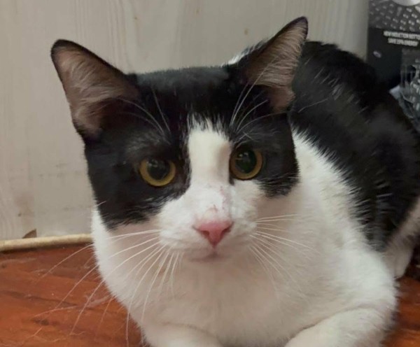 FELIX is eagerly waiting for a home - your new loyal friend from the shelter