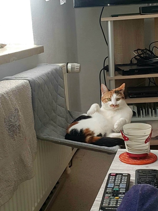 LIDANA is eagerly waiting for a home - your new loyal friend from the shelter