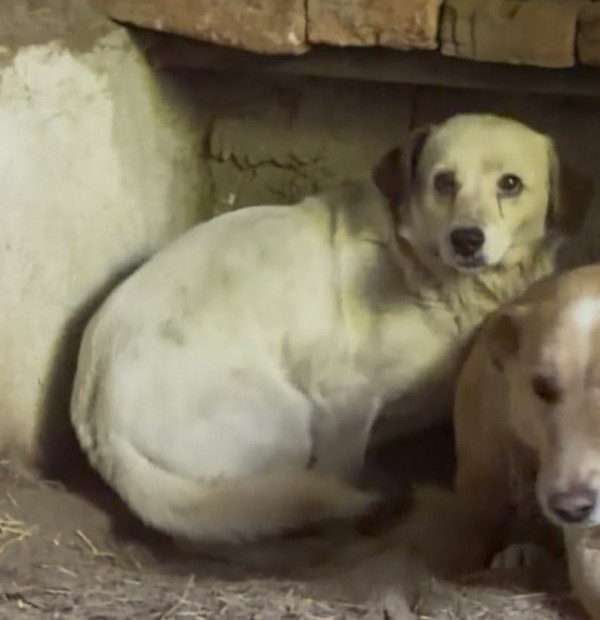 BIJOU is eagerly waiting for a home - your new loyal friend from the shelter