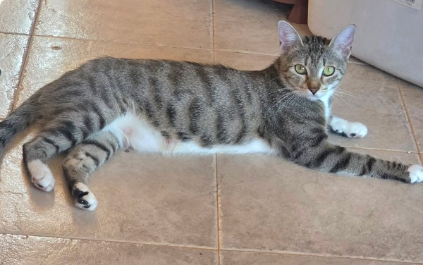 MIMI is eagerly waiting for a home - your new loyal friend from the shelter