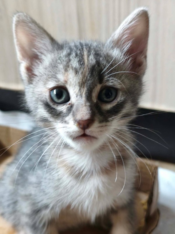ANI is eagerly waiting for a home - your new loyal friend from the shelter