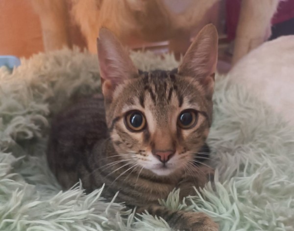 EROL is eagerly waiting for a home - your new loyal friend from the shelter