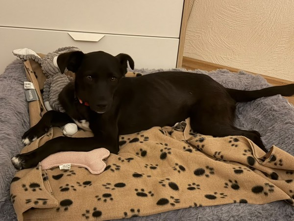 GEORGINA is eagerly waiting for a home - your new loyal friend from the shelter