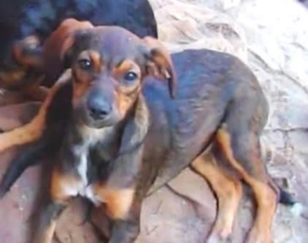 YAMILIA is eagerly waiting for a home - your new loyal friend from the shelter