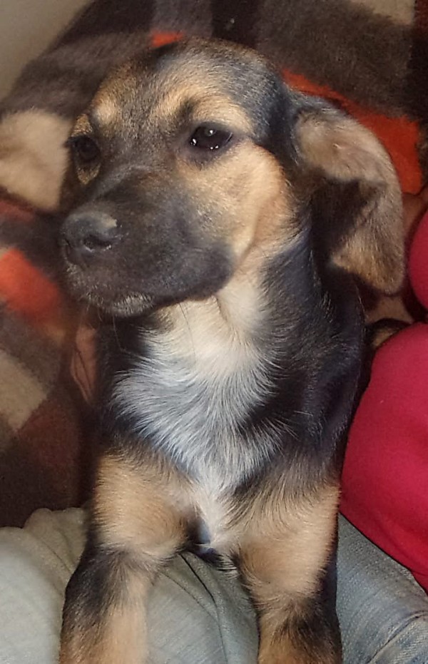 YOLEEN is eagerly waiting for a home - your new loyal friend from the shelter