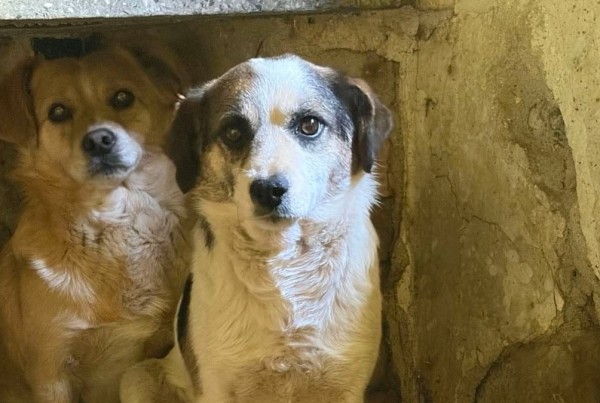 BRIX is eagerly waiting for a home - your new loyal friend from the shelter