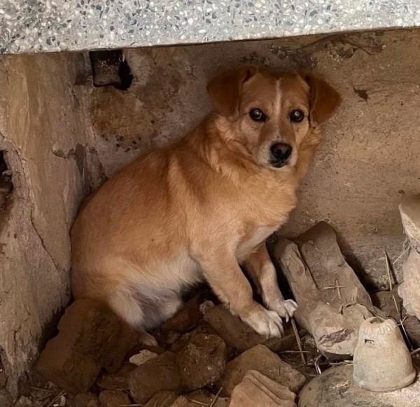 BOSKO is eagerly waiting for a home - your new loyal friend from the shelter