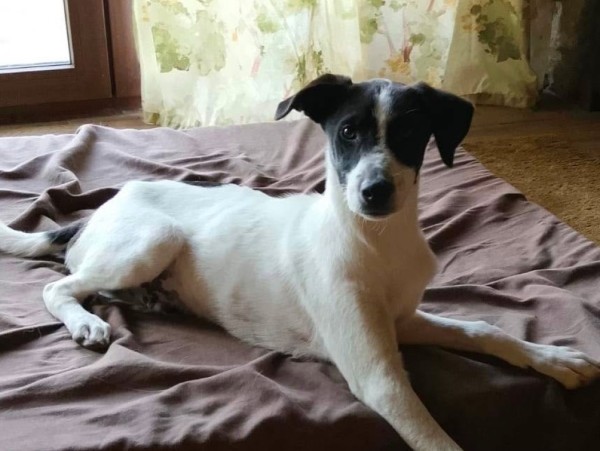 BOBI is eagerly waiting for a home - your new loyal friend from the shelter