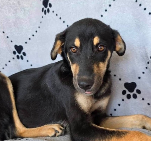 WENDY is eagerly waiting for a home - your new loyal friend from the shelter