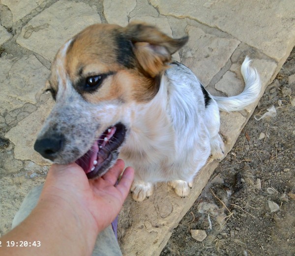 YARRAN is eagerly waiting for a home - your new loyal friend from the shelter