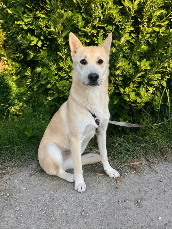 JERSY is eagerly waiting for a home - your new loyal friend from the shelter