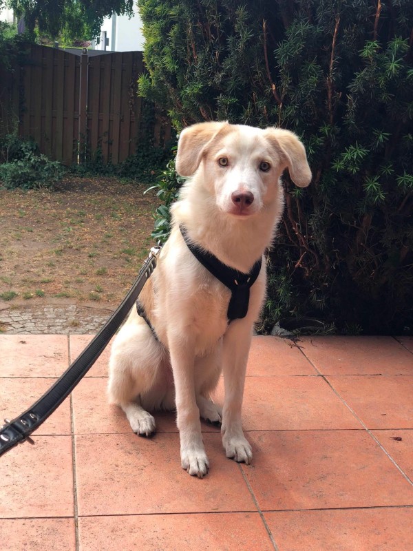 CARLO is eagerly waiting for a home - your new loyal friend from the shelter