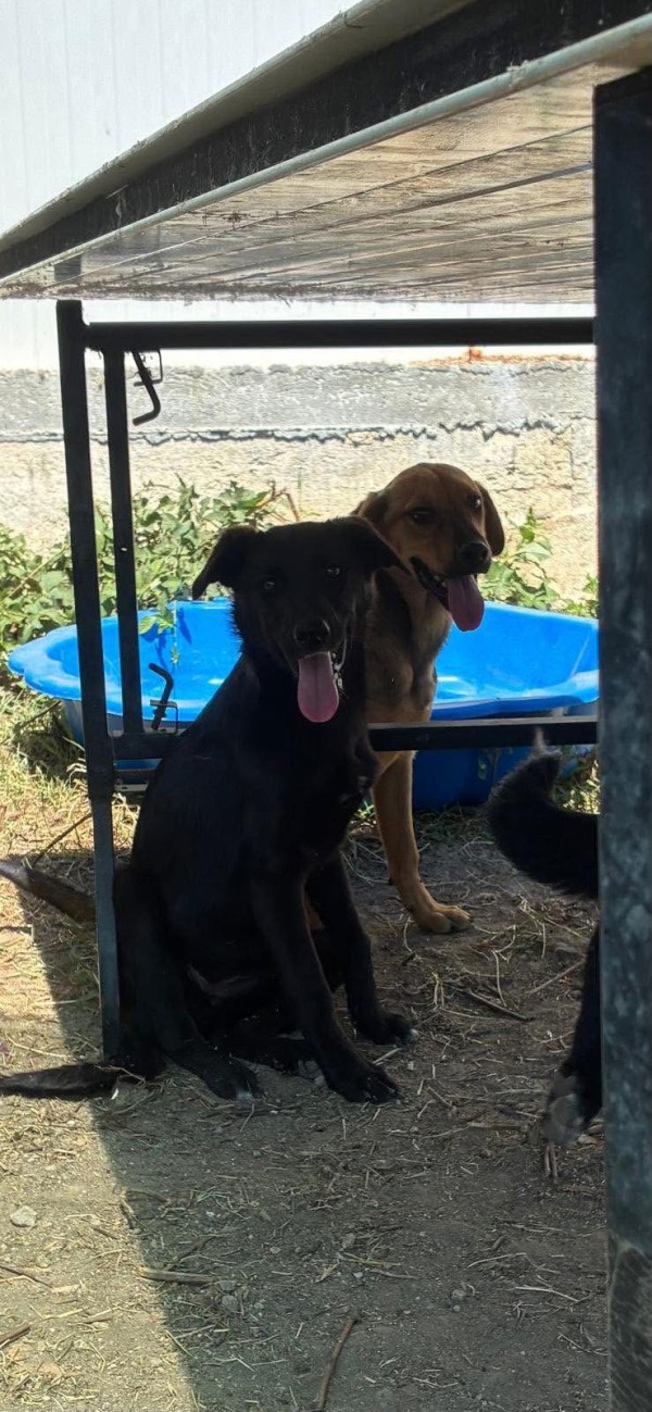HEATHROW is eagerly waiting for a home - your new loyal friend from the shelter