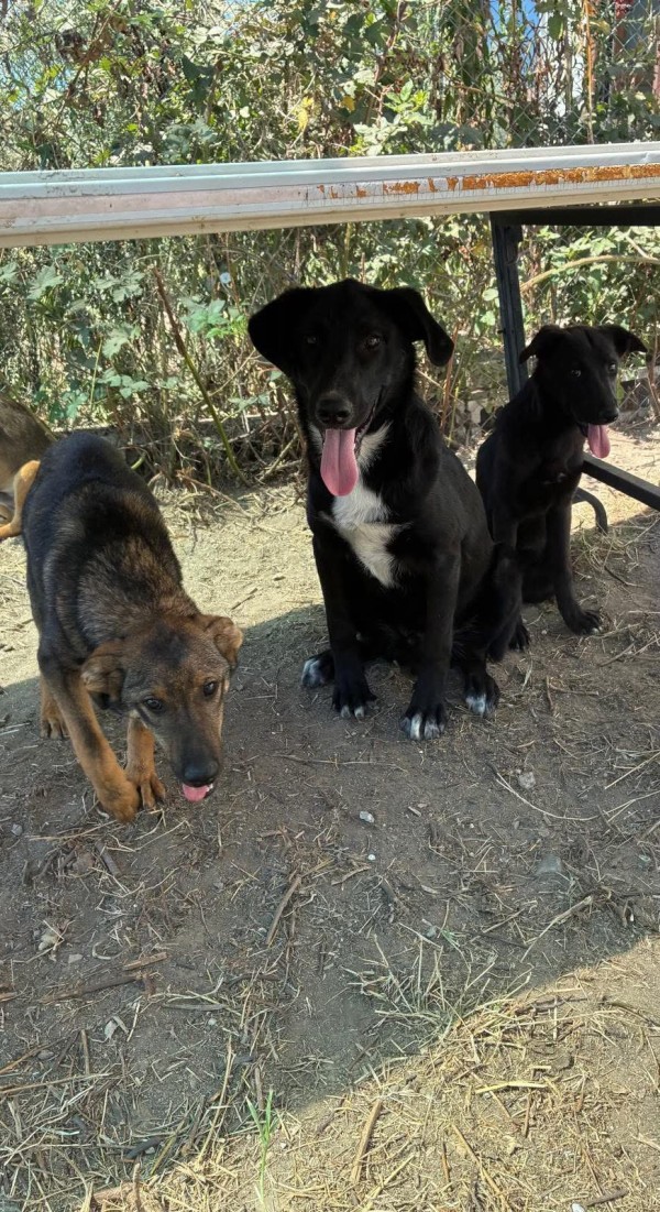 HEATHROW is eagerly waiting for a home - your new loyal friend from the shelter