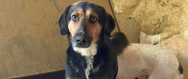 YANTAR is eagerly waiting for a home - your new loyal friend from the shelter