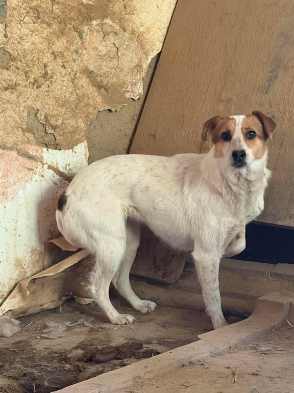 YANTRA is eagerly waiting for a home - your new loyal friend from the shelter