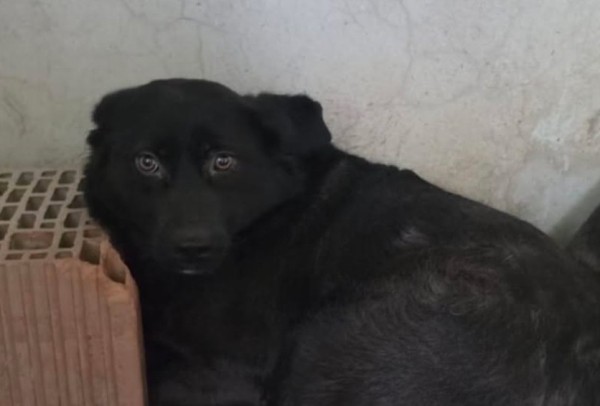 TRISTA is eagerly waiting for a home - your new loyal friend from the shelter
