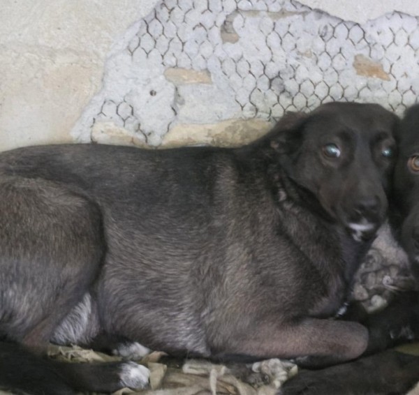 TRETA is eagerly waiting for a home - your new loyal friend from the shelter