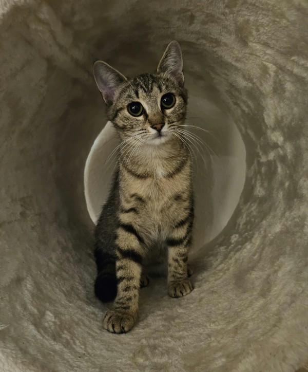 CHANTAL is eagerly waiting for a home - your new loyal friend from the shelter