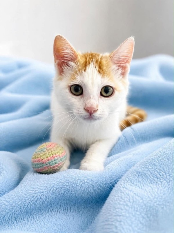 ABIS is eagerly waiting for a home - your new loyal friend from the shelter