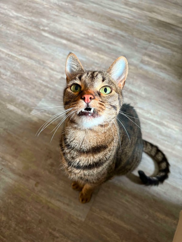 LOKI