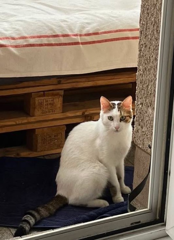 BORIS is eagerly waiting for a home - your new loyal friend from the shelter