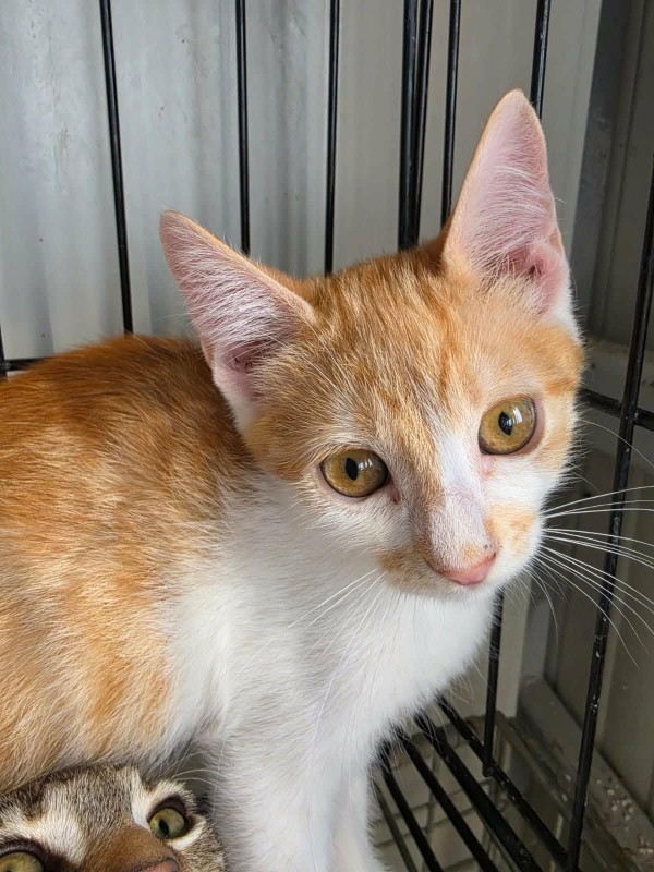 MAPLE is eagerly waiting for a home - your new loyal friend from the shelter