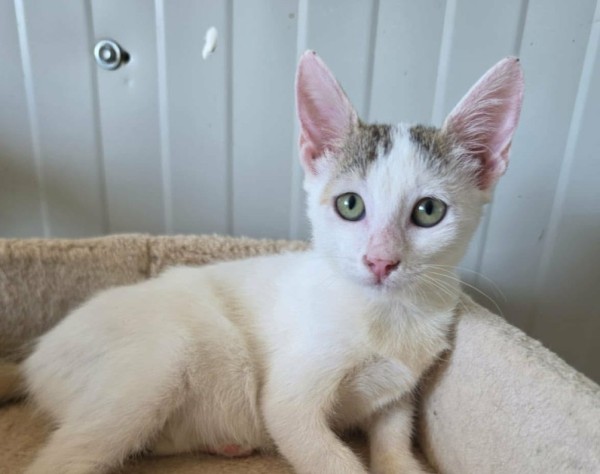 BORYANA is eagerly waiting for a home - your new loyal friend from the shelter