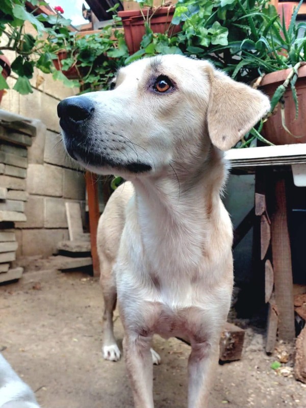 BEJ is eagerly waiting for a home - your new loyal friend from the shelter