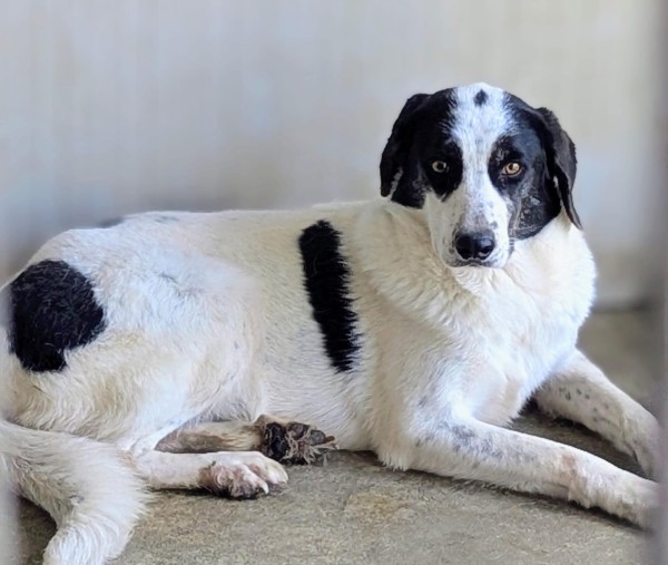 WERA is eagerly waiting for a home - your new loyal friend from the shelter
