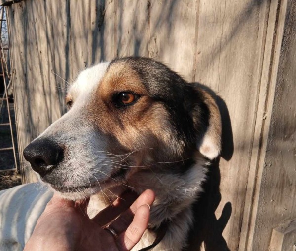 UDON is eagerly waiting for a home - your new loyal friend from the shelter