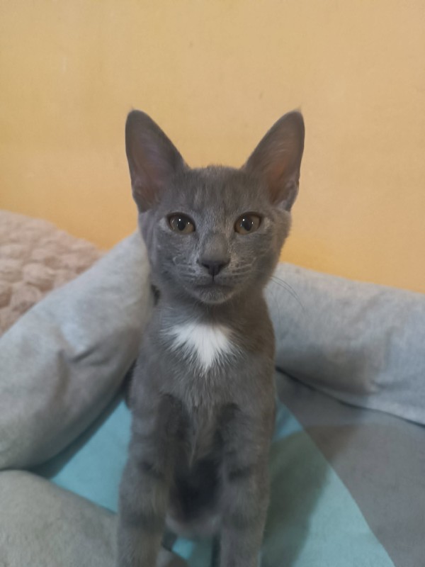 REMI is eagerly waiting for a home - your new loyal friend from the shelter