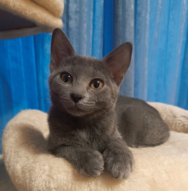 RIANA is eagerly waiting for a home - your new loyal friend from the shelter