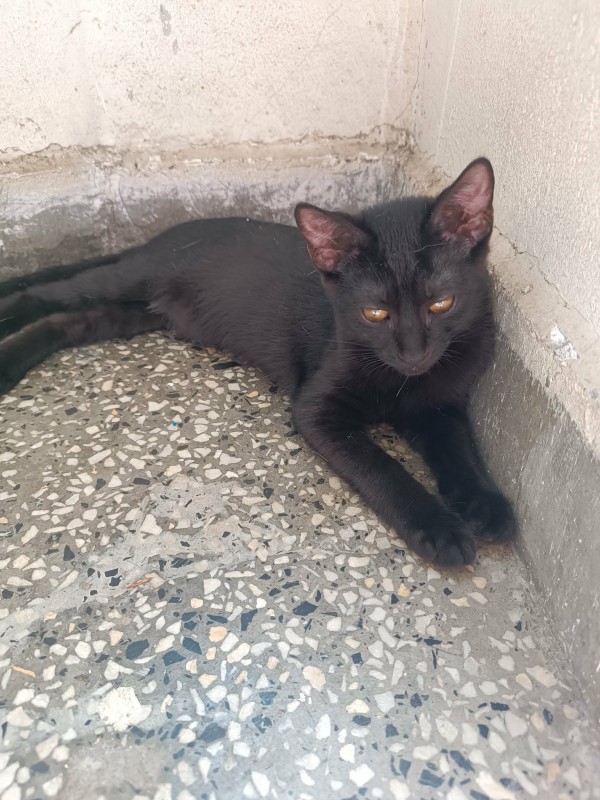 RADA is eagerly waiting for a home - your new loyal friend from the shelter