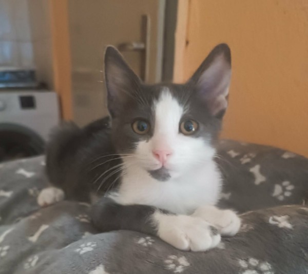 RUDI is eagerly waiting for a home - your new loyal friend from the shelter