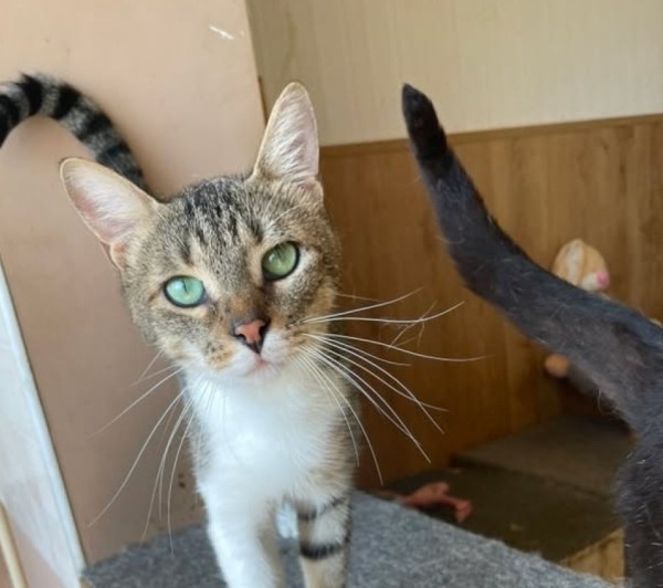 DIDO is eagerly waiting for a home - your new loyal friend from the shelter