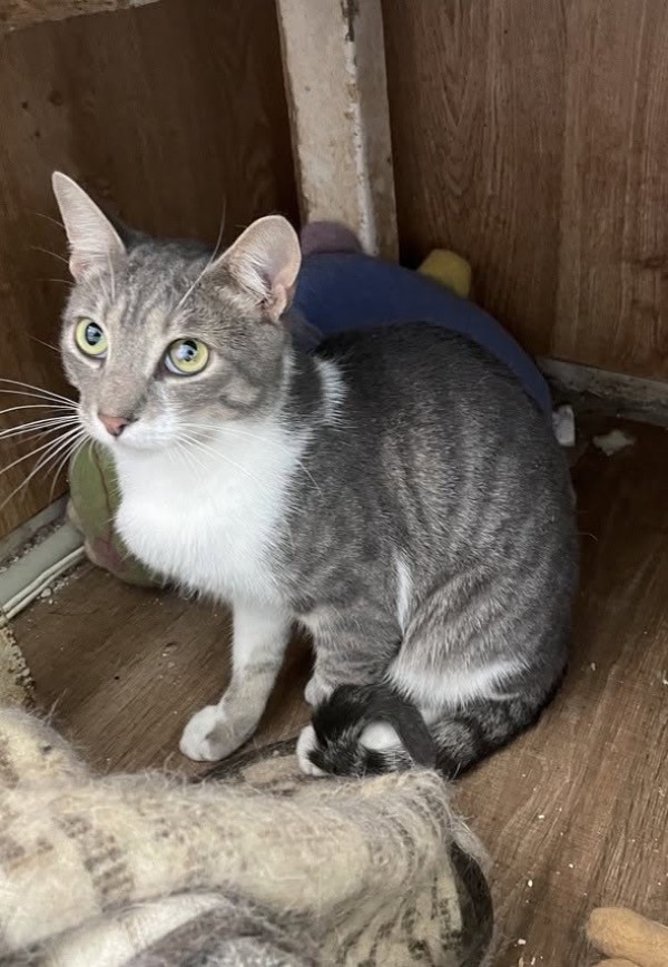DODO is eagerly waiting for a home - your new loyal friend from the shelter