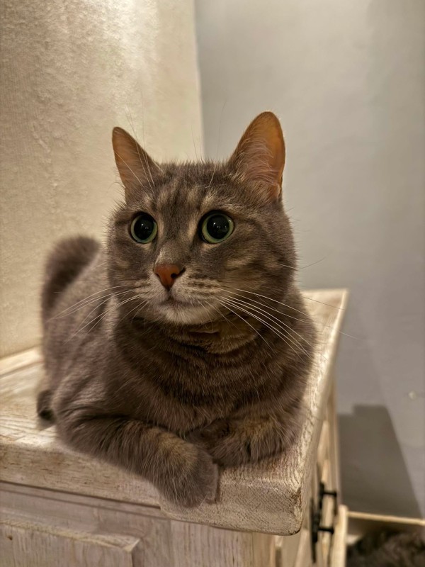 VAIV is eagerly waiting for a home - your new loyal friend from the shelter