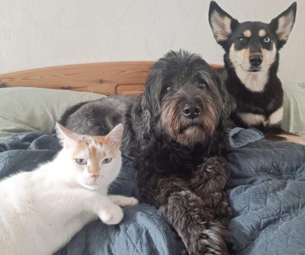 Merlin is eagerly waiting for a home - your new loyal friend from the shelter