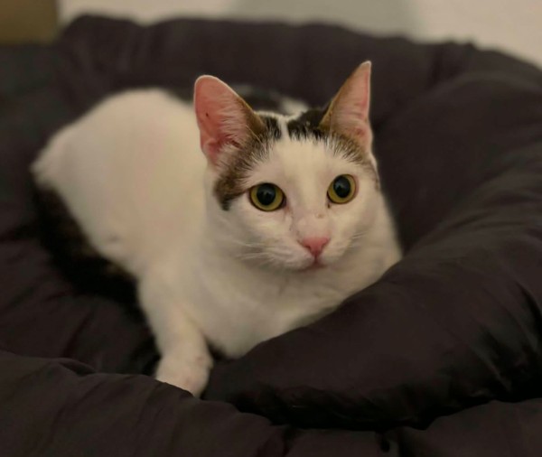 BAIRA is eagerly waiting for a home - your new loyal friend from the shelter