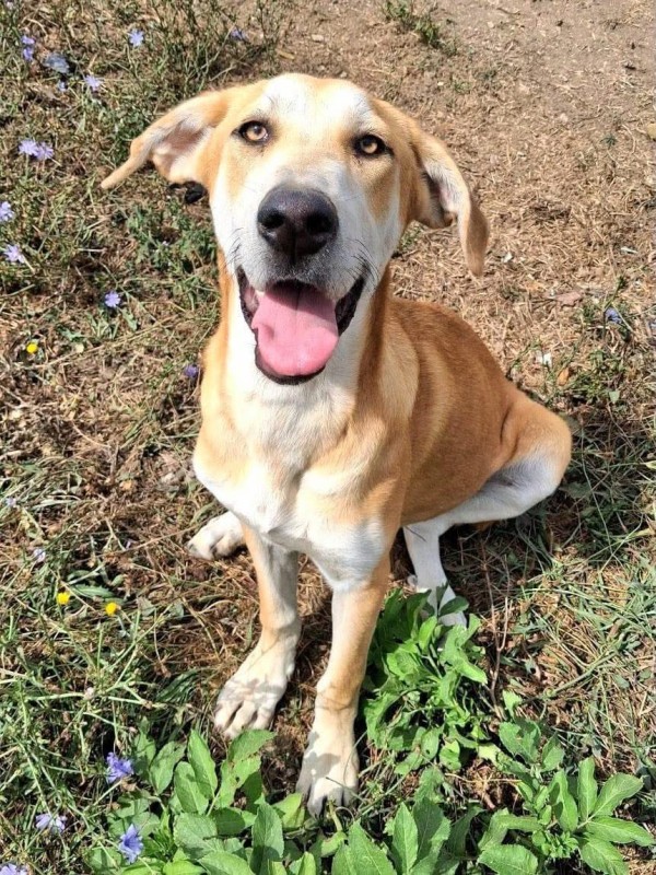 RUMI is eagerly waiting for a home - your new loyal friend from the shelter