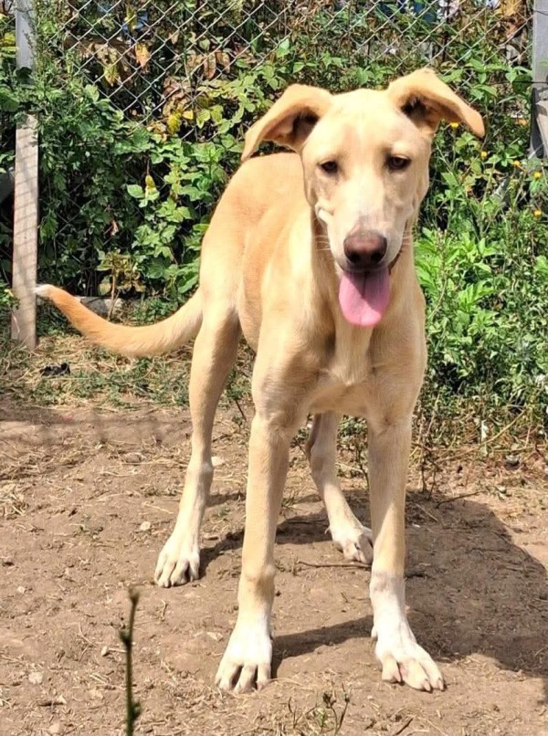 VANIA is eagerly waiting for a home - your new loyal friend from the shelter