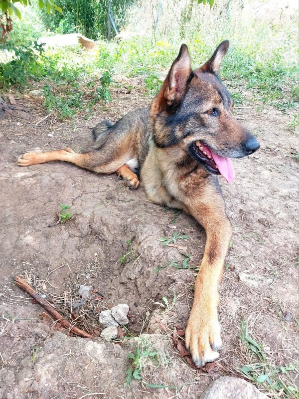 JACOB is eagerly waiting for a home - your new loyal friend from the shelter
