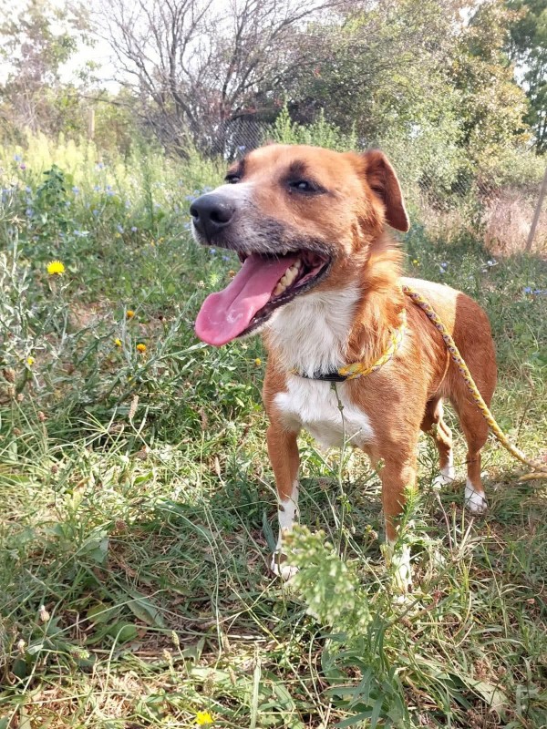 NADYA is eagerly waiting for a home - your new loyal friend from the shelter